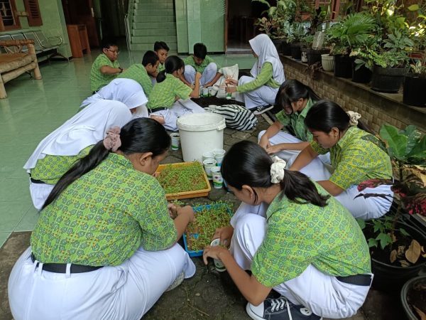 Kegiatan Kader Adiwiyata SMP Negeri 4 Kota Surakarta: Menanam Sawi dari Hasil Pembibitan